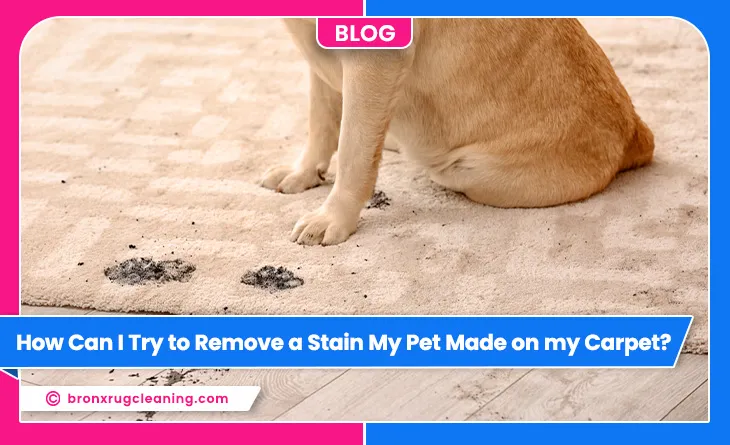 carpet cleaning in bronx, carpet cleaning in new york, carpet cleaning bronx, carpet cleaners in bronx, carpet cleaners in new york, commercial carpet cleaning, commercial carpet cleaning in bronx, bronx rug cleaners, rug cleaning services in bronx, same day carpet cleaning, same day rug cleaning